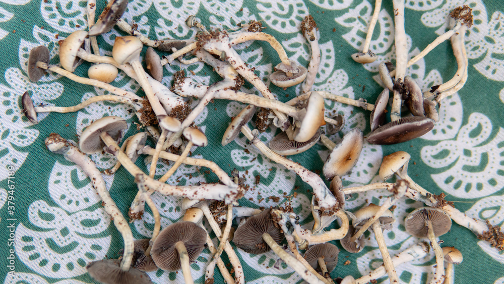 the effect of psilocybin mushrooms on the psyche and mental health of people. magic fungi