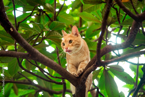 red, domestic, funny cat, sitting on a tree with green leaves