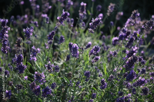 Kwiaty lawendy w  skolistnej odmiany  Elegance Purple 