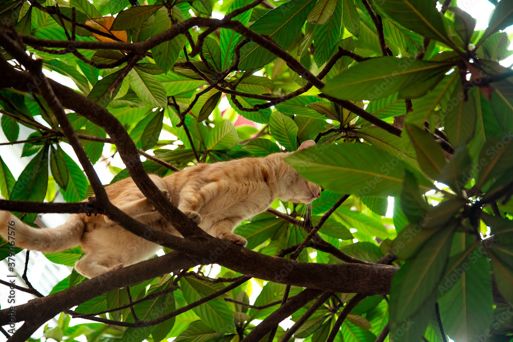 Fototapeta premium red, domestic, funny cat, sitting on a tree with green leaves