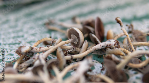 the effect of psilocybin mushrooms on the psyche and mental health of people. magic fungi