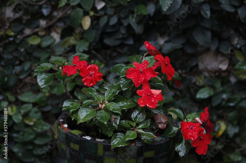 Flor Alegria del Hogar con lluvia 