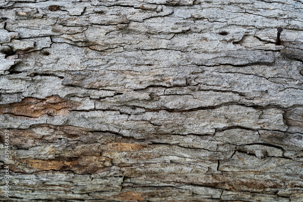 dry tree bark texture background dry tree bark texture background