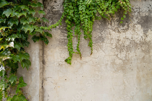 Dirty old light wall with drips from rain and cracks overgrown with plants and with branches of fresh green plants as background © Tatonka