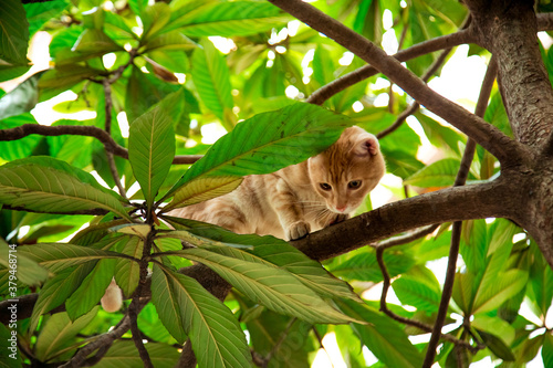 red, domestic, funny cat, sitting on a tree with green leaves © khanfus