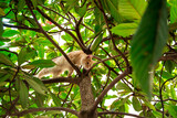 red, domestic, funny cat, sitting on a tree with green leaves