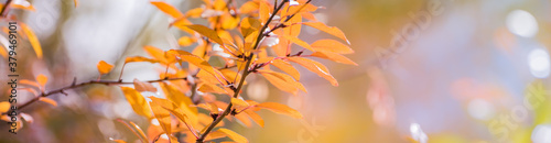 Beautiful panoramic autumn scenery with colorful leaves and bokeh background