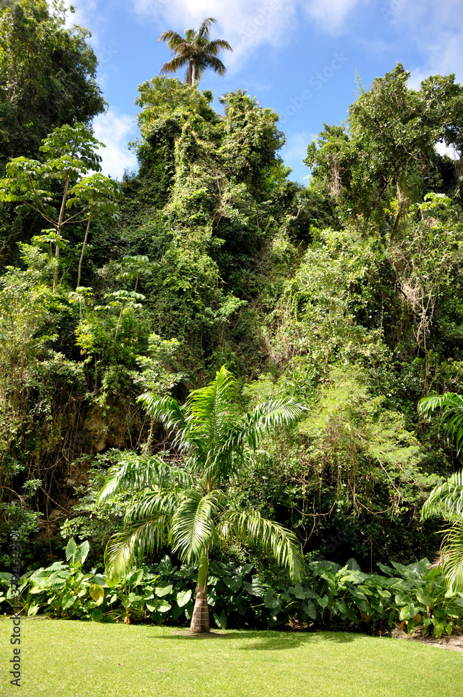 Fototapeta premium palm tree jungle lush