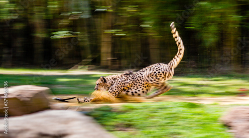 Принти на полотні Cheetah chasing a toy with a blur to accentuate the motion.