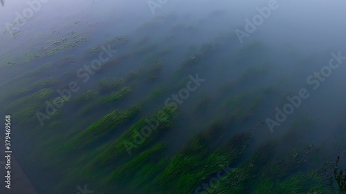 algae in the dark water of the river. waves blue