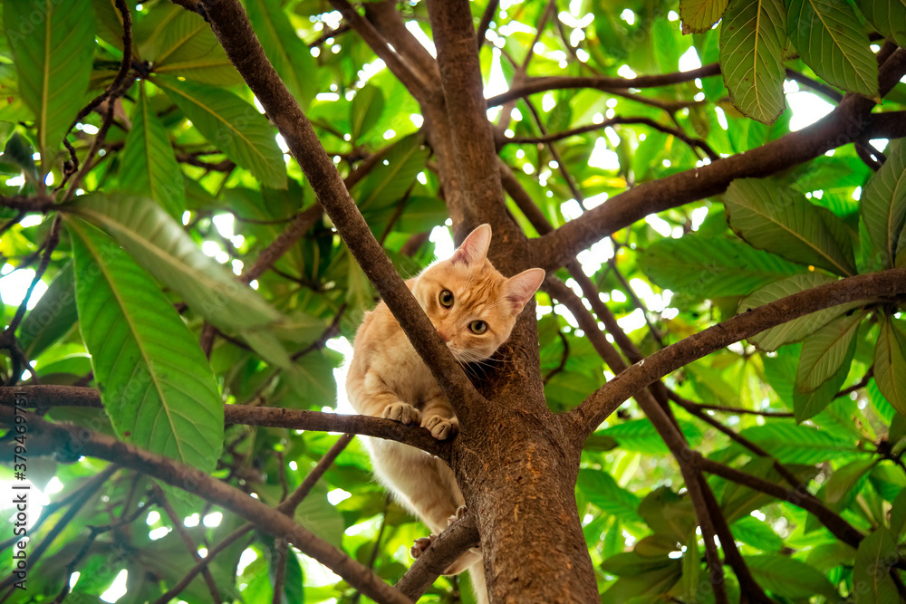 Obraz premium red, domestic, funny cat, sitting on a tree with green leaves