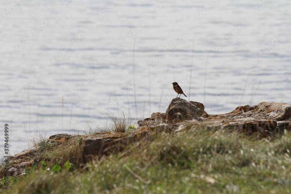 Bird perched on a rock on Portishead coast Bird perched on a rock on Portishead coast