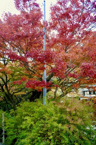 Autumn tree shining red but some of them is still in green color