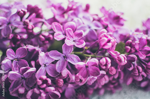 Beautiful spring lilac texture background
