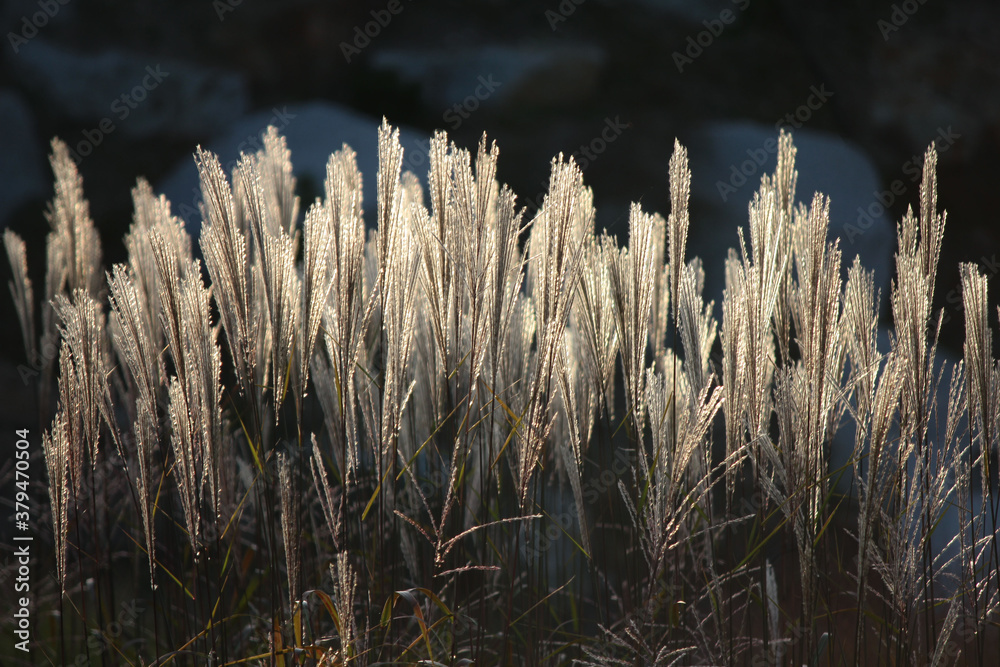 Fototapeta premium Pióropusze traw Miskanta chińskiego na oświetlone promieniami zachodzącego słońca