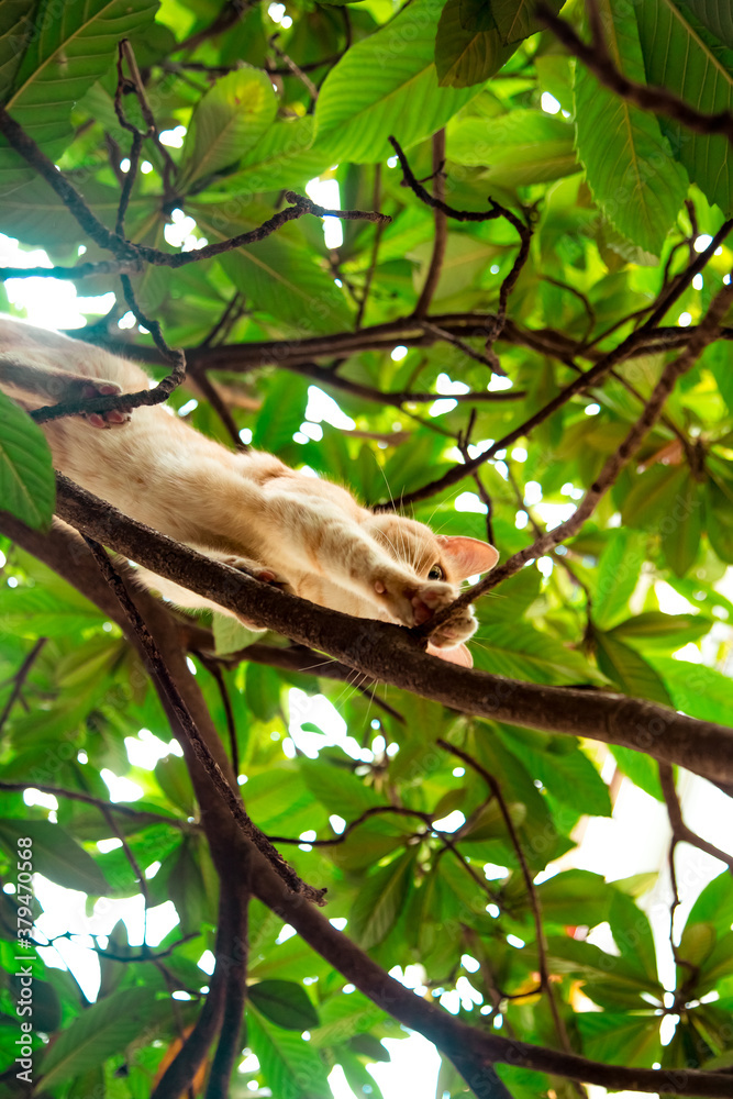 Fototapeta premium red, domestic, funny cat, sitting on a tree with green leaves