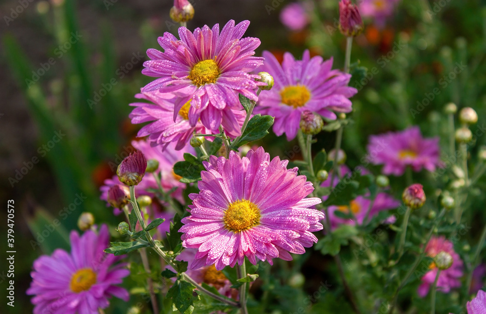 Pink asters with yellow centers in drops of morning dew. Pink asters with yellow centers in drops of morning dew.