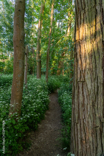 a narrow path in the forest near frankfurt  germany