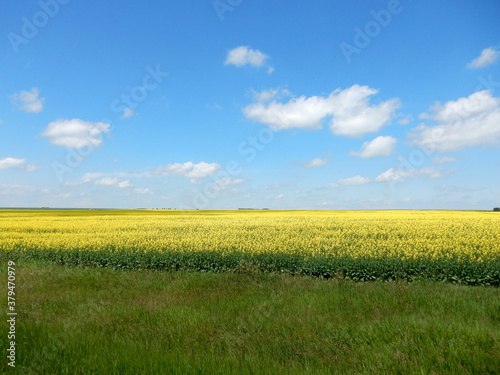 canola field, Alberta