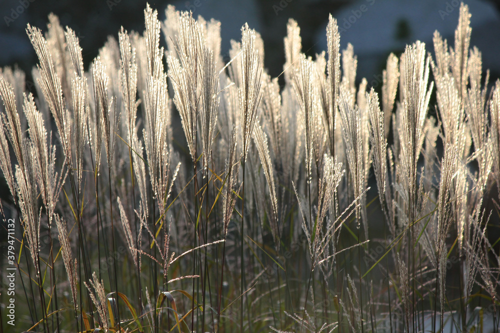 Tuft of Miscanthus sinensis grasses lit by the rays of the setting sun Tuft of Miscanthus sinensis grasses lit by the rays of the setting sun