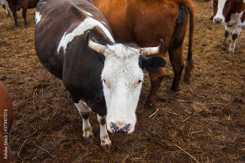 Cows in a farm. Dairy cows