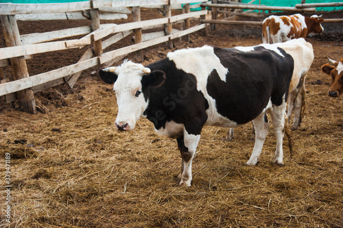 Cows in a farm. Dairy cows