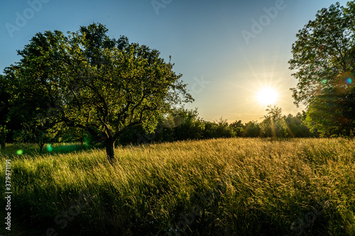 Fototapeta Naklejka Na Ścianę i Meble -  sunset in a orchard meadow with trees and a crop field in the foreground