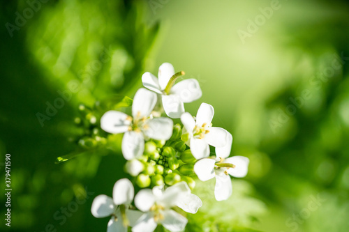 close up image of wild Radish, Raphanus raphanistrum, Jointed Charlock, White Charlock Herb with four petals