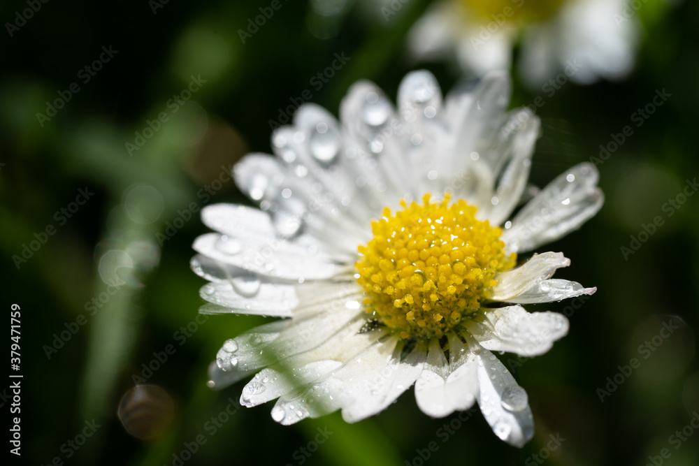 Obraz premium closeup image of a daisy flower blossom on green background