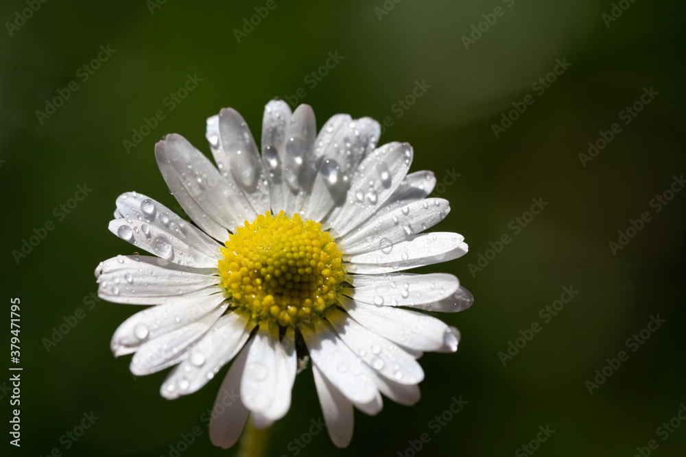 closeup image of a daisy flower blossom on green background closeup image of a daisy flower blossom on green background