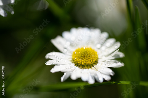 closeup image of a daisy flower blossom on green background