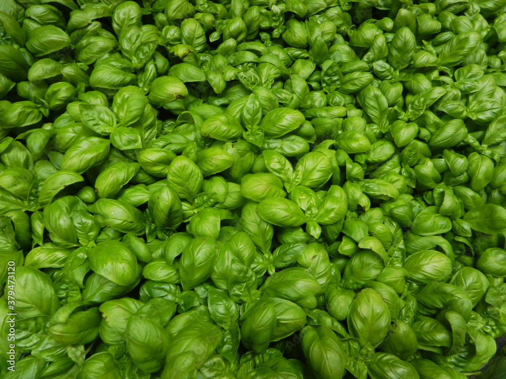 Group of green , organic and fresh basil plants Group of green , organic and fresh basil plants