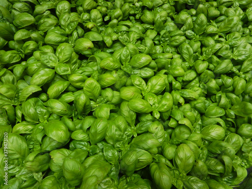 Group of green , organic and fresh basil plants