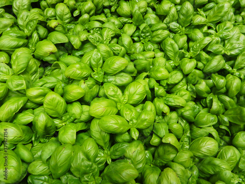 Group of green , organic and fresh basil plants
