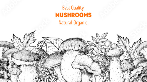 Edible mushrooms hand drawn. Autumn design. Vector illustrations collection. Hand drawn food. Sketch mushrooms. Organic food. Forest mushrooms. Engraved design.