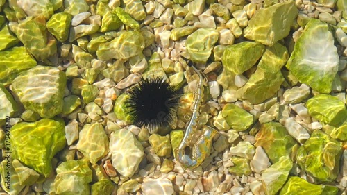 Black sea urchin lies underwater on stones next to the golden instrument is a small alt saxophone. Echinothrix diadema, commonly called diadema urchin. Long spines sea urchin. Water slow motion video photo