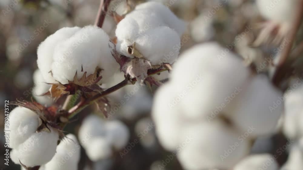 oft, ball, boll, fiber, grow, growth, industry, stem, textured, video, white, wind, bud, cotton, crop, cultivated, fabric, agriculture, field, flower, fluffy, green, harvest, material, nature, sky, sl oft, ball, boll, fiber, grow, growth, industry, stem, textured, video, white, wind, bud, cotton, crop, cultivated, fabric, agriculture, field, flower, fluffy, green, harvest, material, nature, sky, sl
