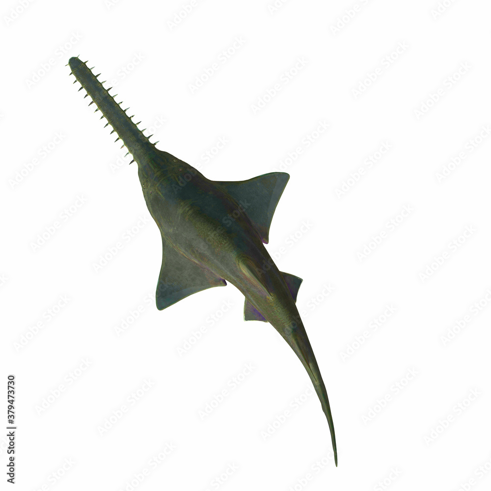 Onchopristis Sawfish Overview This predatory shark Onchopristis
