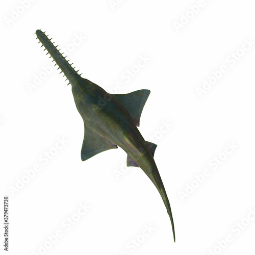 Onchopristis Sawfish Overview - This predatory shark Onchopristis Sawfish lived in the seas of several countries during the Cretaceous Period. photo