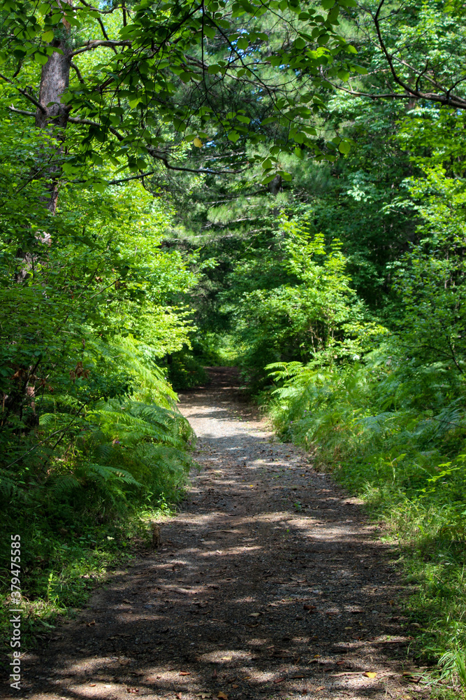 Forest road in the forest. The road looks like a tunnel. Forest in summer. Forest road in the forest. The road looks like a tunnel. Forest in summer.