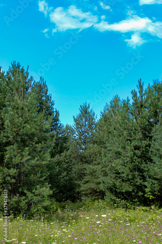 Vertical shot of a pine forest with a meadow in front.