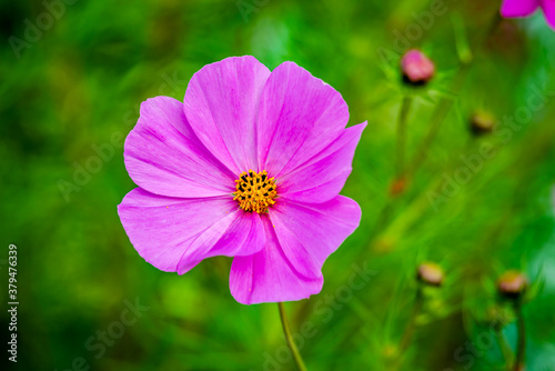 Cosmos flowers in the garden 