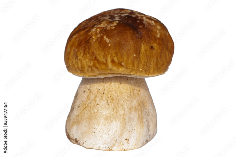 Close-up isolated braun porcini on various background Close-up isolated braun porcini on various background