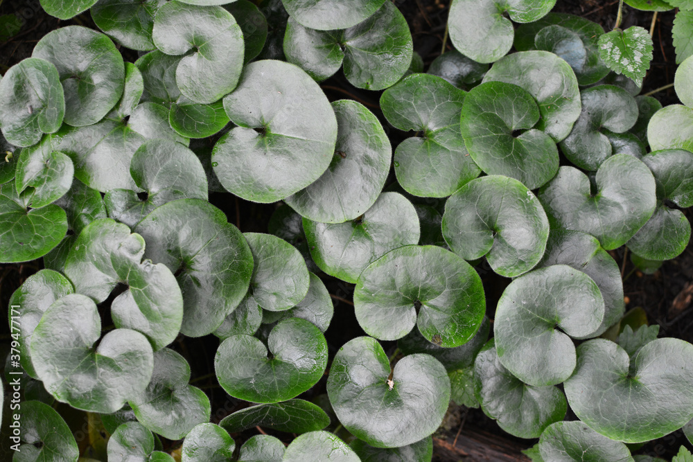 Asarum europaeum grows in the forest Asarum europaeum grows in the forest