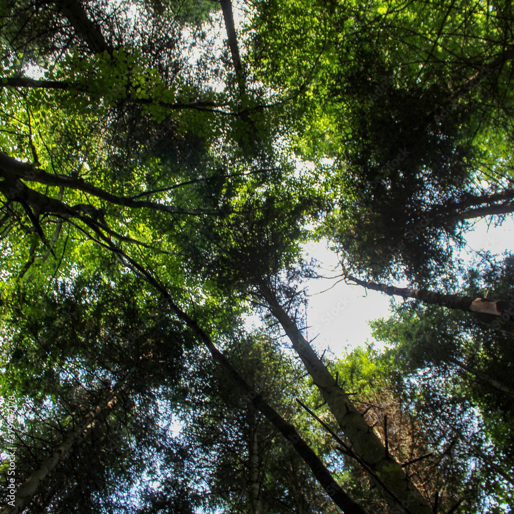Fototapeta premium View from below towards the sky. Tree branches in the forest.