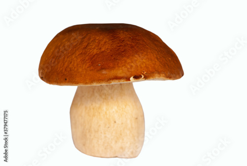 Close-up isolated braun porcini on various background