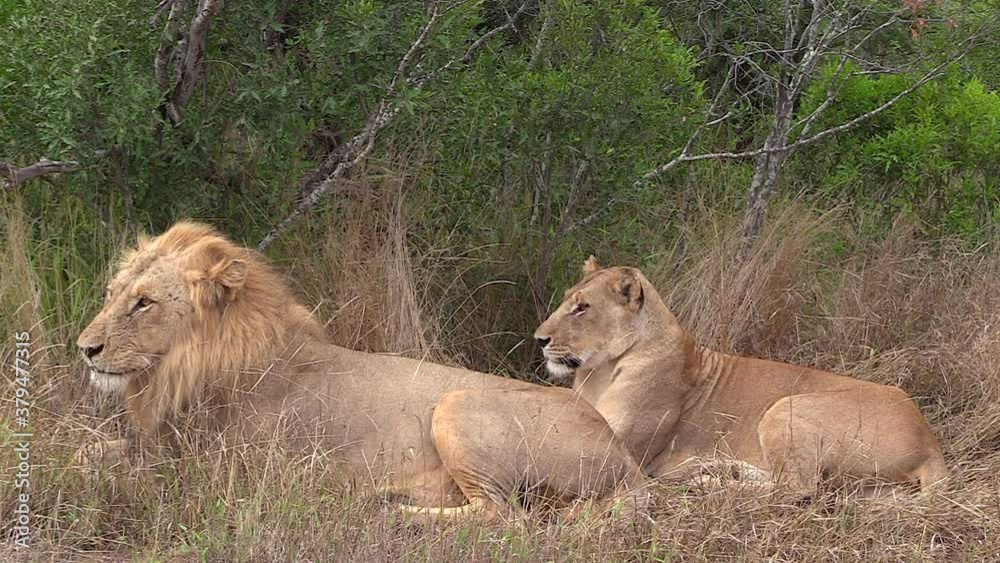 A male lion guards a lioness as they rest in the tall dry grass in Africa. A male lion guards a lioness as they rest in the tall dry grass in Africa.