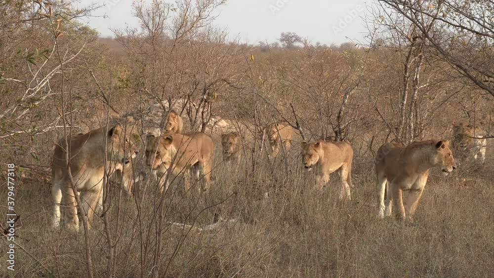 A pride of lions walk through the bushveld including two very rare white lions.
A pride of lions walk through the bushveld including two very rare white lions.