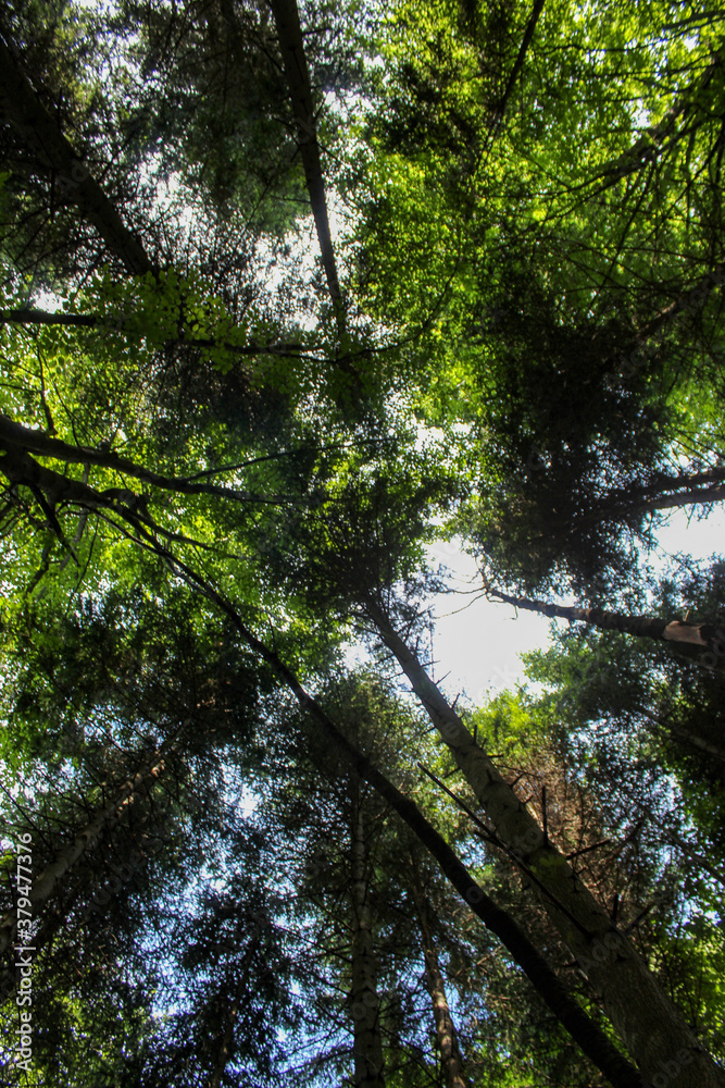 Fototapeta premium Vertical shot. View from below towards the sky. Tree branches in the forest.