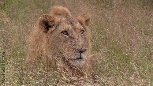 Wallpaper Mural Close-up of a male lion staring intently from the long grass on a windy day. Torontodigital.ca